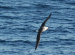Albatrossen begeleiden de Antarctic Dream