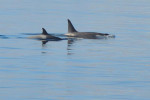 Orca's