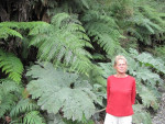 En nog grotere gunnera's en varens