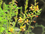 Lentebloemen
