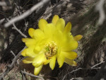 De cactussen bloeien