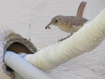 Met vogelnestje in de airco