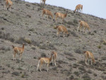Vicunas in NP de Los Cardones