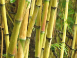 En bamboe