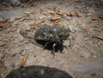 Herrieschopper: cicade