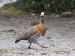 Proud to be a goose!