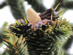 Vrucht van de auracaria