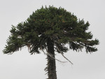 Zeldzame bomen: de auracaria
