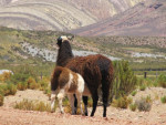 En lama´s