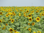 Eindeloze velden met zonnebloemen