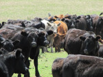 Heel veel kilo´s asado-vlees...