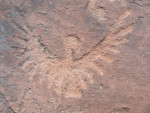 Condor 