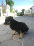Honden, heel veel honden, vooral ´s nachts
