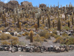 Incahuasi: cactuseiland in de Salar
