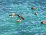 Giant petrels eten een dood zeeleeuwtje
