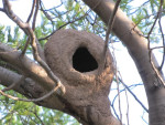 Behalve adobe-huizen ook adobe-vogelnesten