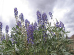 Andes lupinen