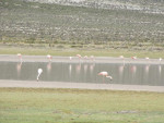 Beetje ver weg: Flamingo Austral
