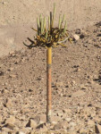 De zeer zeldzame boomcactus