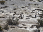 250.000 nesten in Punta Tombo