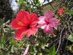 Tropische bloemen