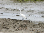 Grote zilverreiger