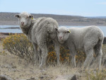 Merino´s