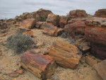 Petrified forest