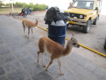 Moederloze guanaco´s bij een pompstation