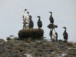 Overal aanwezig: cormorants of aalscholvers