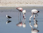 Salar de Los Flamencos