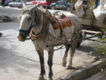 Het paard van de schillenboer