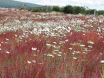 Margrieten en zuring