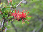 Bloeiende bomen