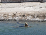 Zwemmen in geiserwater van 30 graden, luchttemp 5 graden!