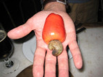 Dus zo groeit de cashew-noot