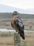 Roofvogel, een van de vele