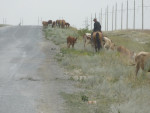 Kudde met herder langs de doorgaande weg