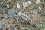 Onbekend insect