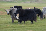Yaks