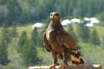 National Park, toerisme, dus ook roofvogels op een stokje