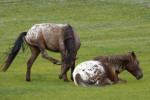 Kleine Mongoolse paarden 