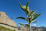 Edelweiss