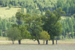 Ook dit is Mongolië: bossen