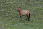 Przewalski-paardje