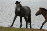  En gewone Mongoolse paarden