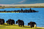 Yaks langs het meer in het Ghorki NP
